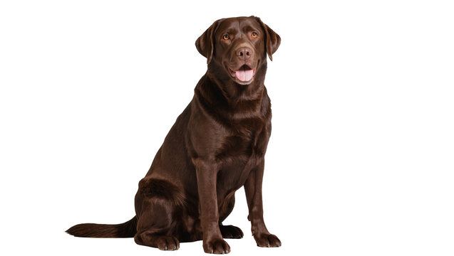 Chocolate Labrador Retriever dog sitting attentively