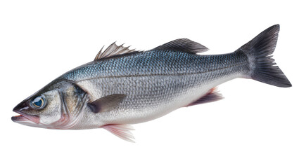 Fototapeta premium European sea bass fish with blue and silver scales