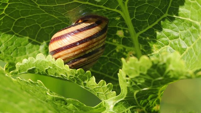 Snail Resting On Green Leaf