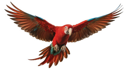 Red and green macaw parrot flying with wings spread © Johanna