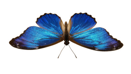 Blue Morpho Butterfly with Vibrant Wings © Johanna