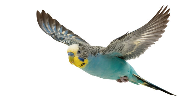 Budgerigar bird in flight, turquoise blue and yellow plumage