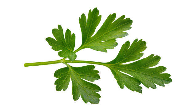 Fresh green parsley sprig with serrated leaves