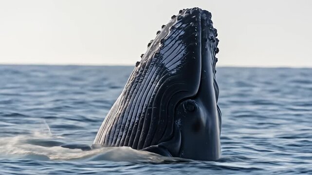 A humpback whale emerging from the ocean, showcasing its throat grooves and pectoral fin
