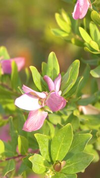 Close Up of Pink Polygala Myrtifolia Flowers in Bright Sunlight