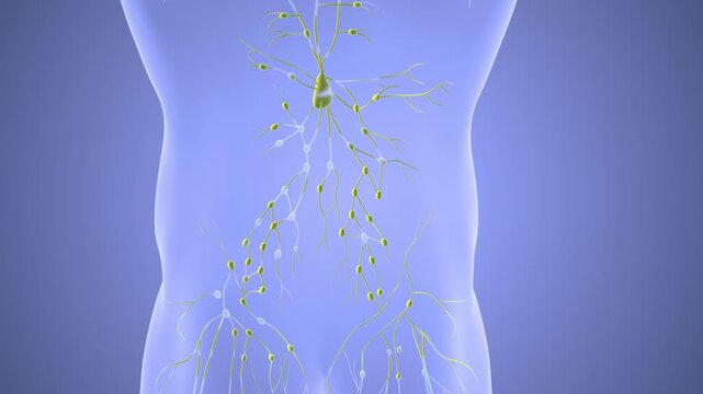 Lymphatic System Showing Nodes and Vessels