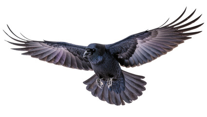 Obraz premium Black raven bird with spread wings flying