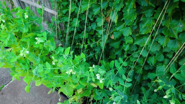 Garden pea vines climbing support strings beside ivy covered wooden fence. White blossoms and fresh foliage growing in backyard vegetable garden. Organic home gardening producing healthy seasonal