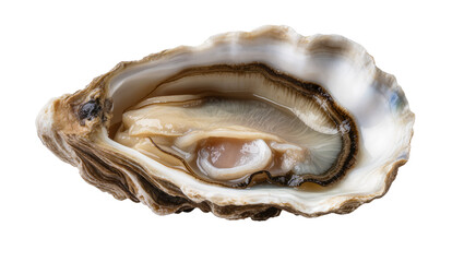 Fresh opened oyster with glistening meat and dark brown mantle edge © Niklas