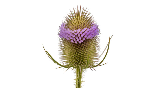 Wild Teasel flower head with purple bloom and green spiky bracts