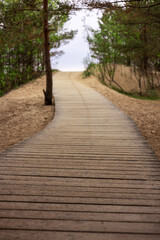 Fototapeta premium Wooden footbridge path leading through thick forest foliage