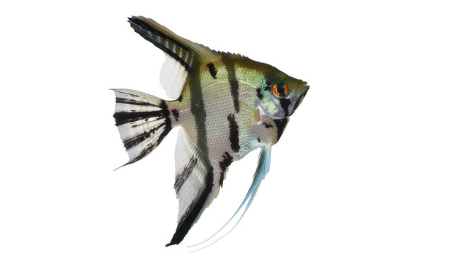 Angelfish with black stripes and orange eye