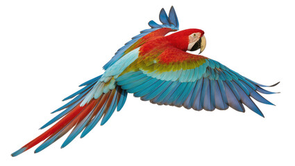 Obraz premium Scarlet Macaw parrot in flight with vibrant colorful wings