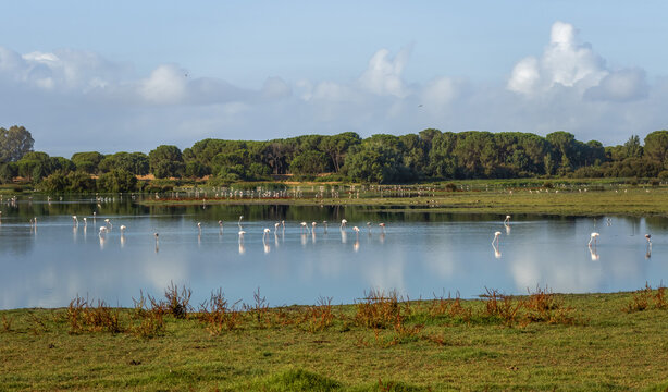 Beautiful landscape of Donana National Park in Huelva, Andalusia, Spain, featuring wild flamingos feeding in the calm marsh waters under a bright sky.