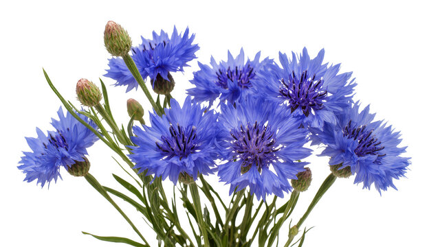 Blue Cornflower Blossoms with Buds and Green Stems