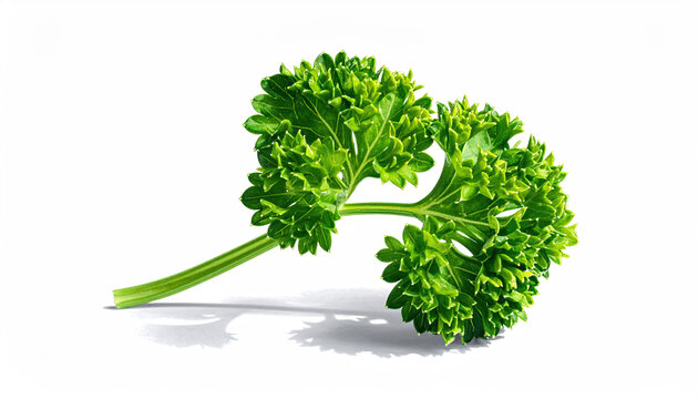 Fresh Green Parsley Herb Isolated on White Background