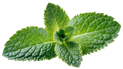 Fresh green mint leaves with serrated edges and prominent veins © Luca