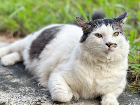 CAT SITTING ON A GRASS