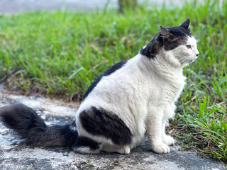 Obraz premium CAT SITTING ON A GRASS