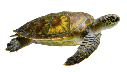 Green sea turtle swimming with flippers extended © Luca