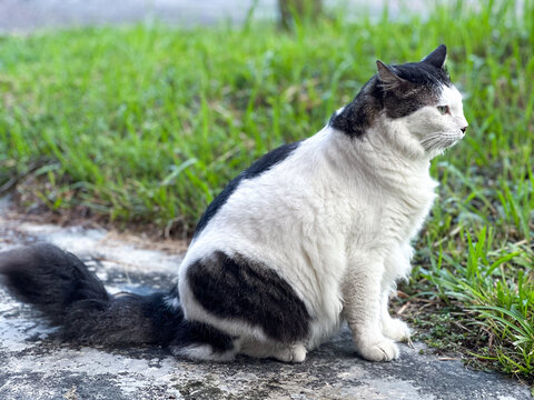 CAT SITTING ON A GRASS