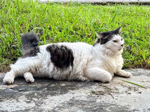 CAT SITTING ON A GRASS