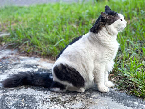 CAT SITTING ON A GRASS