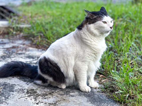 CAT SITTING ON A GRASS