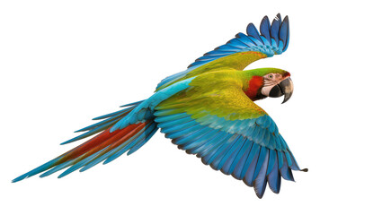 Blue and yellow macaw parrot flying with wings spread © Luca