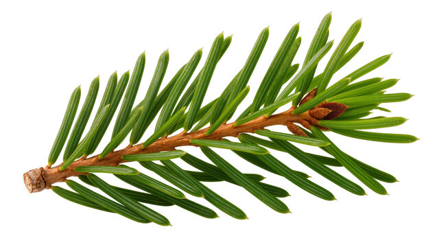 Pine tree branch with green needles and small brown cones