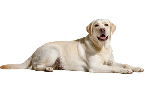 Yellow Labrador Retriever dog lying down with mouth open