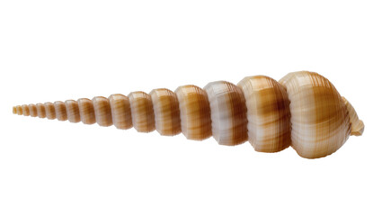 Naklejka premium Spiral seashell with beige and white stripes