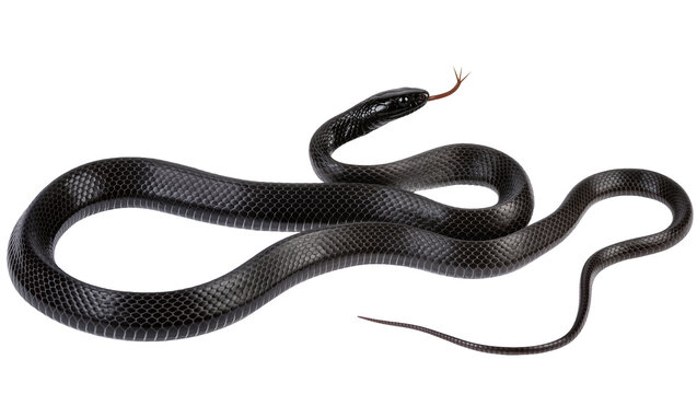 Black snake with forked tongue extended coiled body, detailed scales
