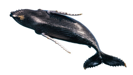 Humpback whale swimming with barnacles on its head © Hannah