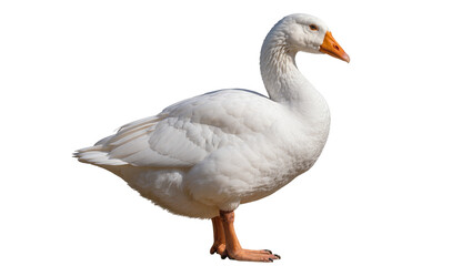 White domestic goose with orange beak and legs standing © Hannah