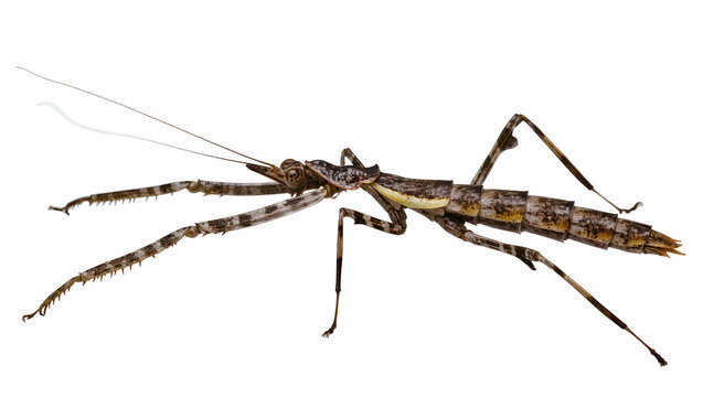 Brown and beige striped stick insect with long antennae and spiky legs