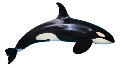 Orca whale with black and white markings swimming © Hannah