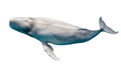 Beluga whale swimming, white marine mammal with pale skin © Hannah