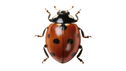 Red ladybug with black spots and white markings on head © Hannah
