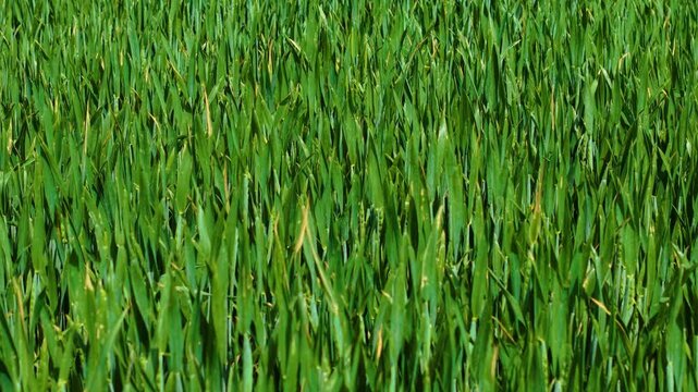 Fresh wheat plants with emerging grain heads in lush cultivated field. Green crop stems moving naturally in warm breeze. Profitable agriculture, crop health monitoring, fertile farmland productivity