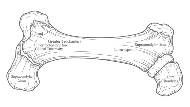 Anatomical Diagram of Human Femur Bone with Labeled Landmarks