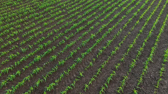 Corn crop rows extending across cultivated farmland with uniform plant density. Early season maize growth covering productive agricultural land and fertile soil. Sustainable agriculture and field crop