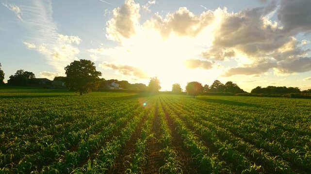 Growing maize crop stretching toward bright sunset horizon over farmland. Green corn plants forming cultivation rows beneath dramatic evening clouds and warm sunlight. Agriculture business and