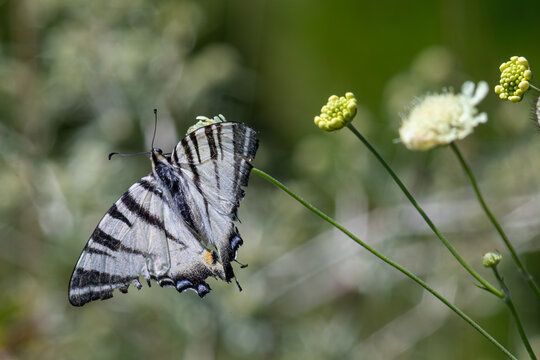 Scarce swallowtail butterfly Iphiclides podalirius resting on a flower in a lush green environment during a sunny afternoon
