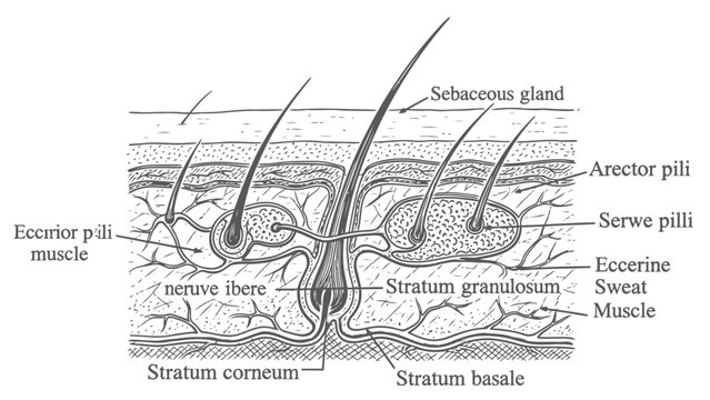 Anatomical Diagram of Human Skin Layers and Hair Follicle Structures