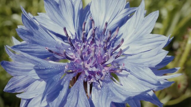 Blue cornflower blowing in the wind macro close up background stock footage