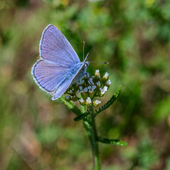 Fototapeta premium Common Blue butterfly Polyommatus icarus resting on a flowering plant in a sunny meadow during the summer