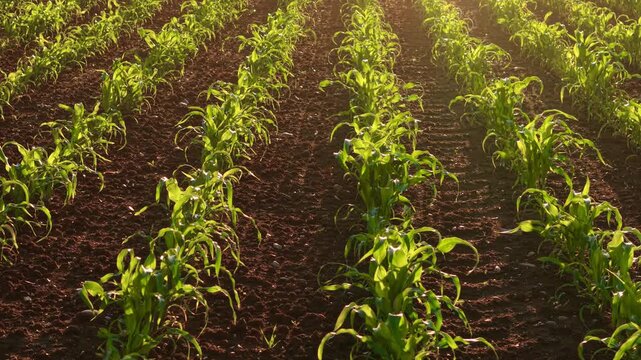 Healthy corn sprouts planted in neat rows across productive farmland at sunset. Young maize plants thriving in dark fertile soil under golden hour lighting. Agriculture, crop cultivation and rural