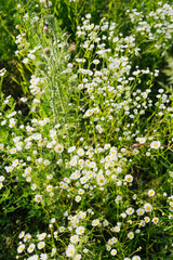 Fototapeta premium Wild daisies and green plants growing in a field