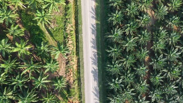 Top-down drone shot of an oil palm farm separated by a paved road.